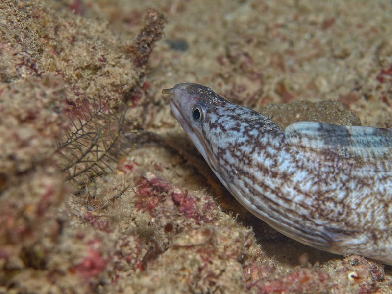Moray eel, Bounty